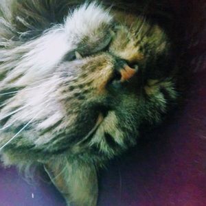 Meet your Posher, Ash